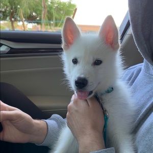 Meet your Posher, Hunter